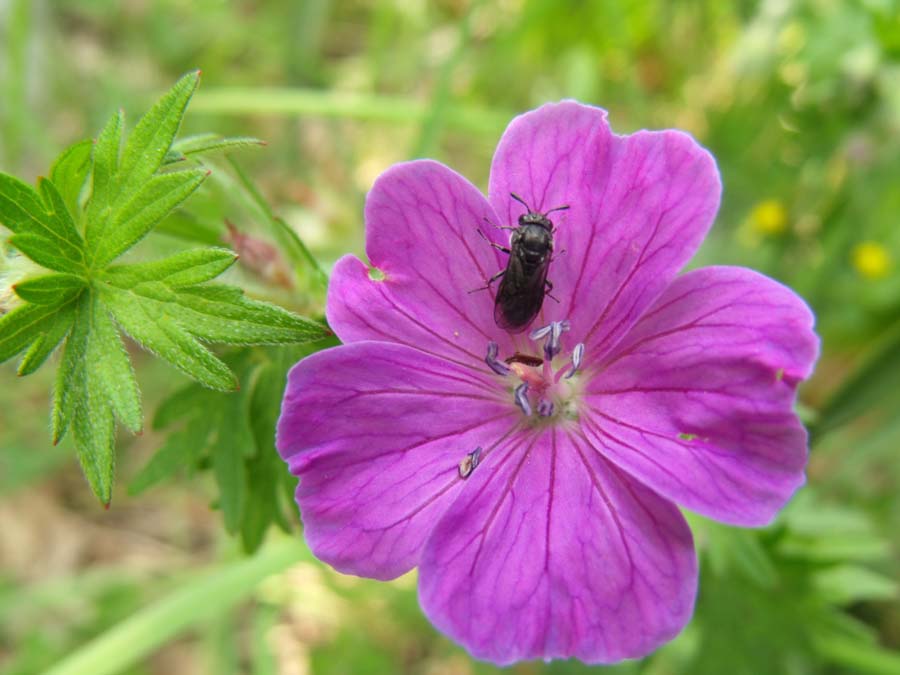 Geranium (?) garganico da ID - Geranium sanguineum